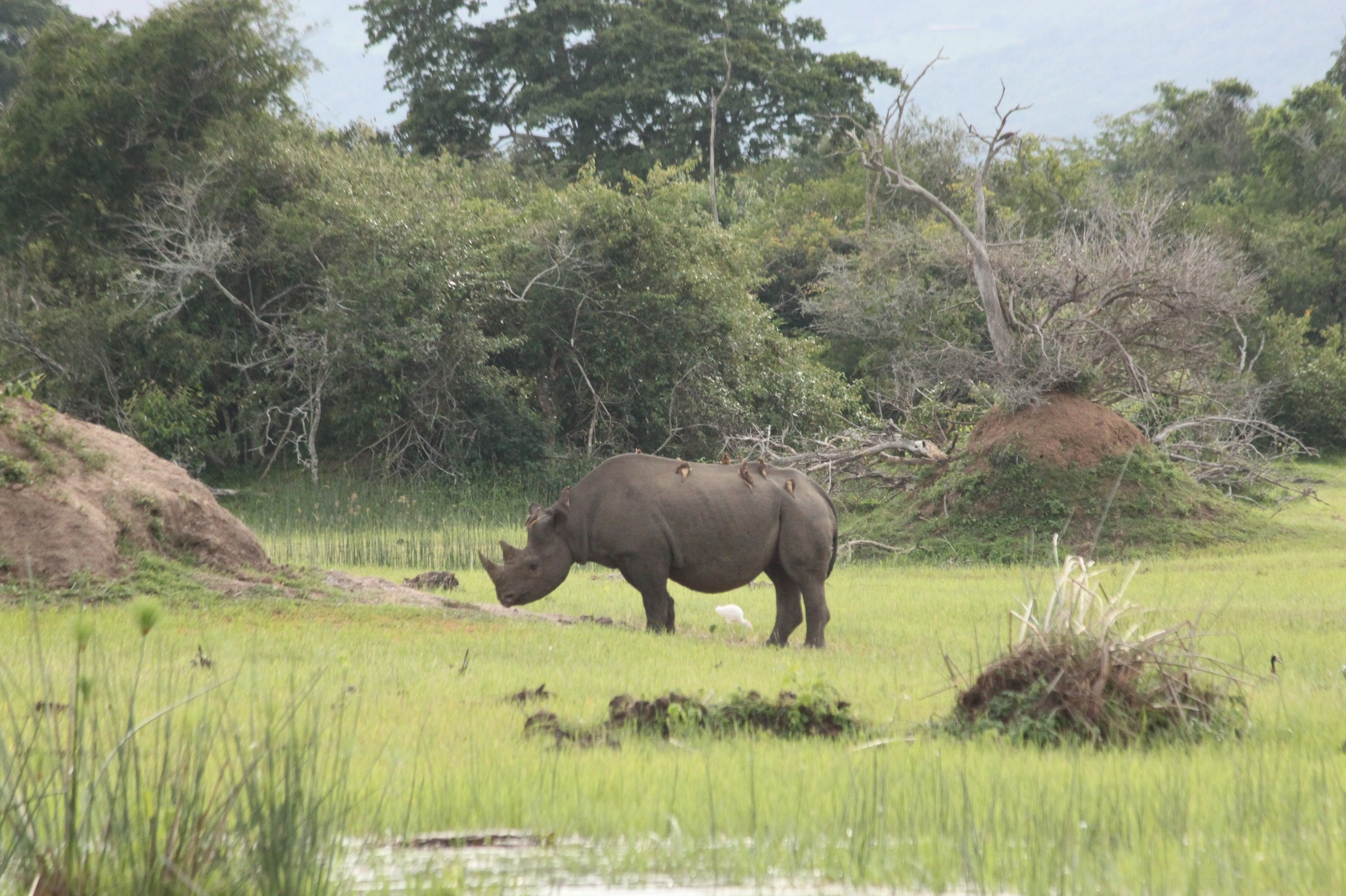 Experience Akagera National Park | Rwanda's Savanna Safari Destination