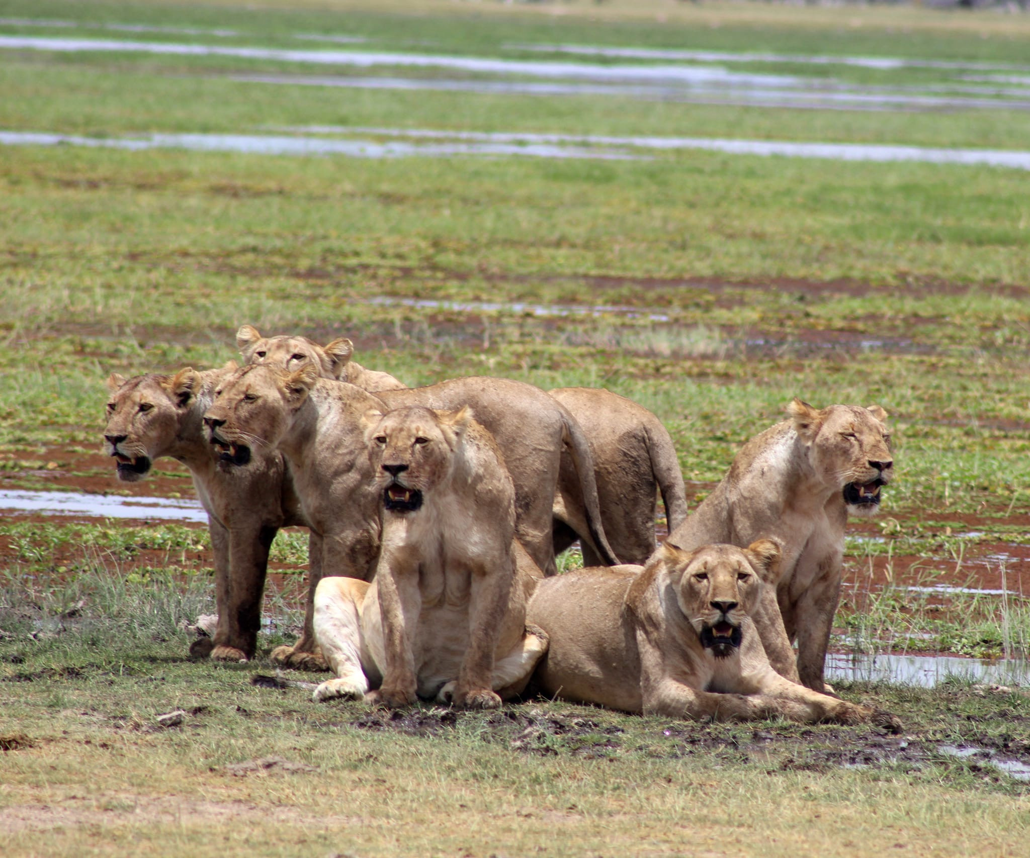 Experience Amboseli National Park | Land of Elephants & Majestic Views