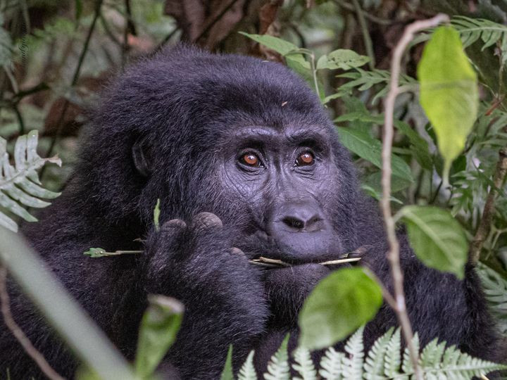 Explore Bwindi Impenetrable National Park | Home of the Mountain Gorillas