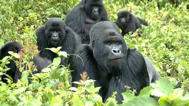 Discover Nyungwe Forest National Park | Rwanda's Biodiversity Hotspot