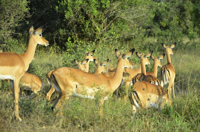 Discover Queen Elizabeth National Park | Uganda's Wildlife Haven