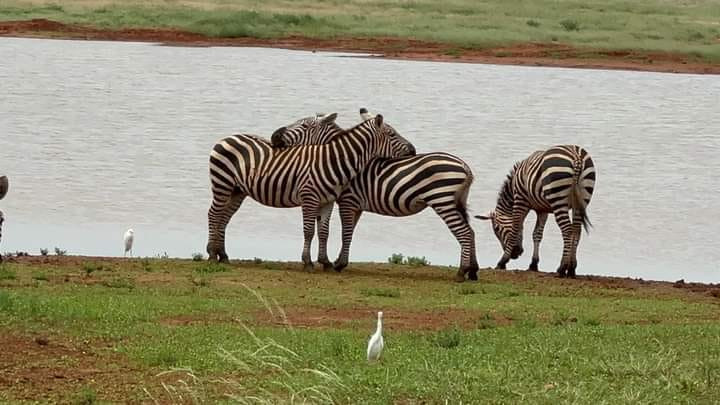 Discover Tsavo National Park | Kenya's Largest Wildlife Sanctuary