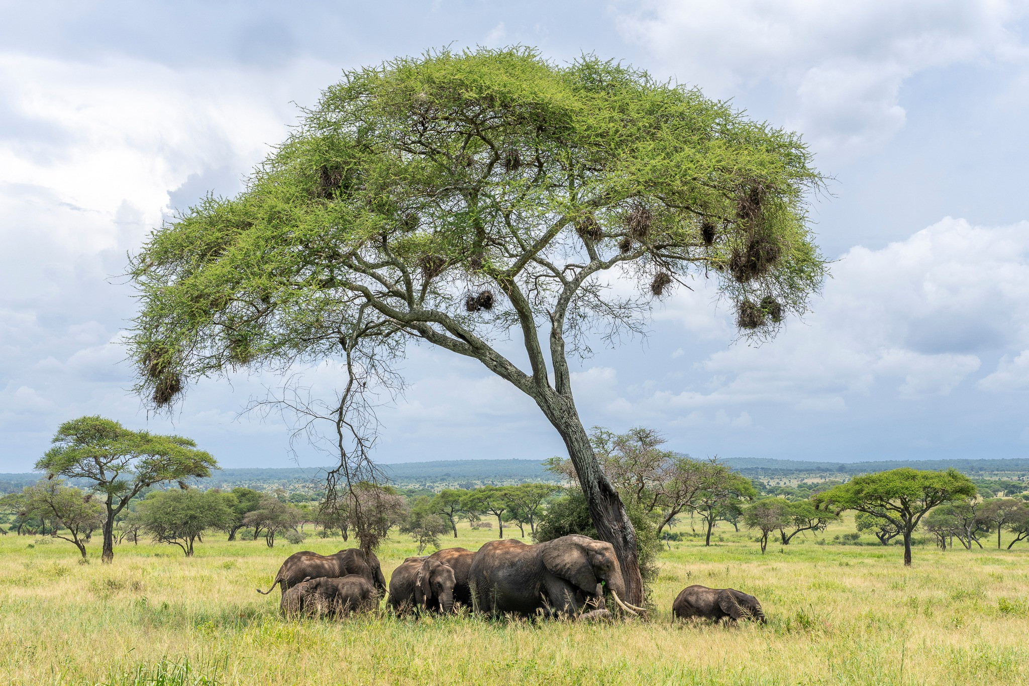 2 Days Safari Tarangire and Lake Manyara Park