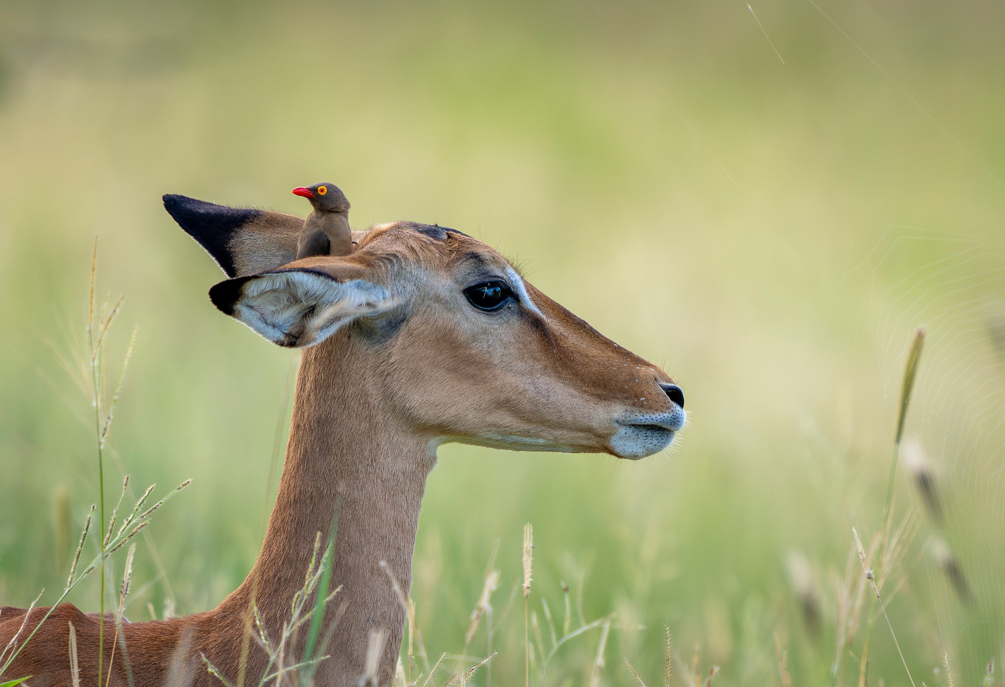 6 Days Tanzania Wildlife Safari